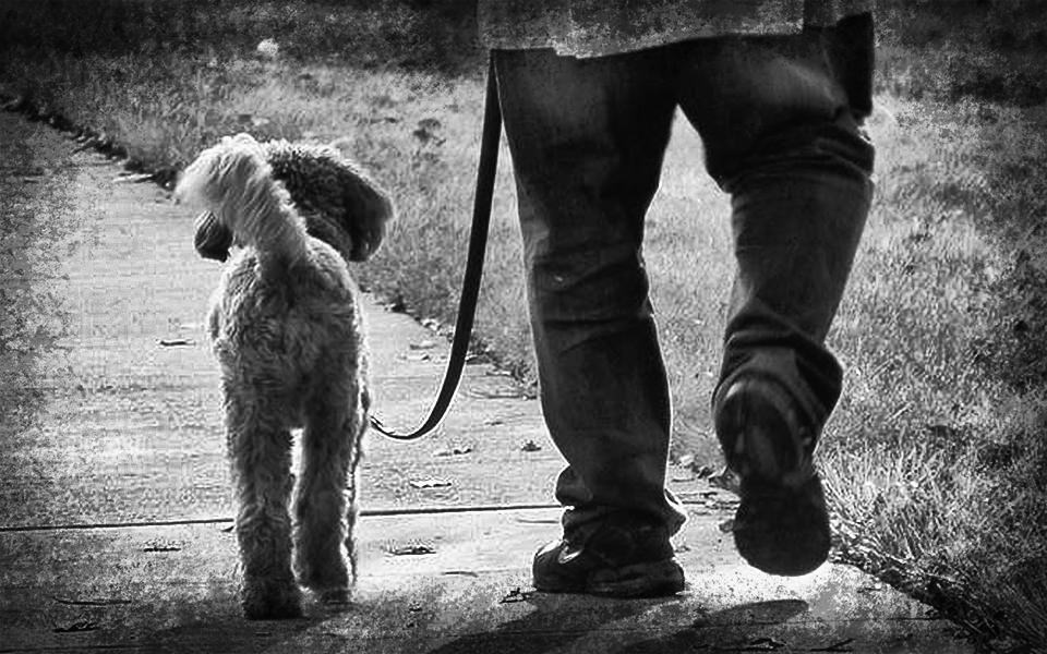 What You Need to Know About Leash Laws iCareK9 Dog Boarding & Day